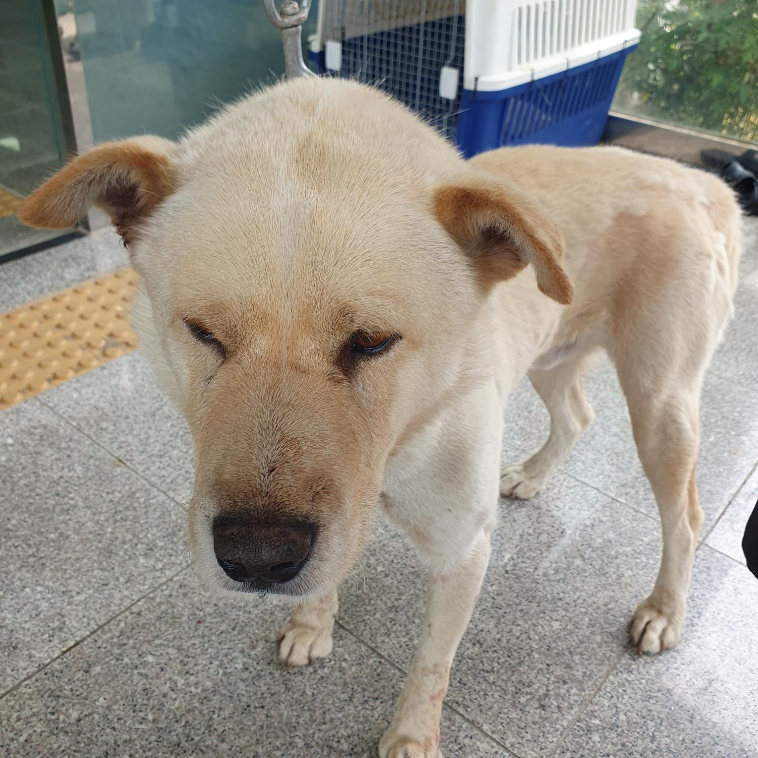 구미시 동물보호센터_447508202300710